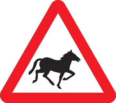 Wild horses or ponies