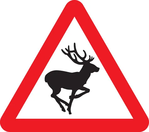 Wild animals